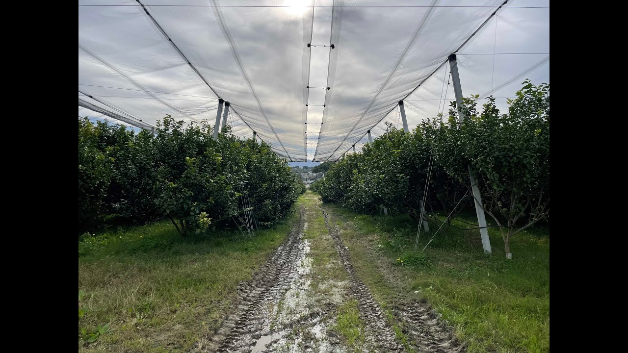 Viaggio nell'imprenditoria: a San Pier Niceto un'azienda che profuma di agrumi e di famiglia