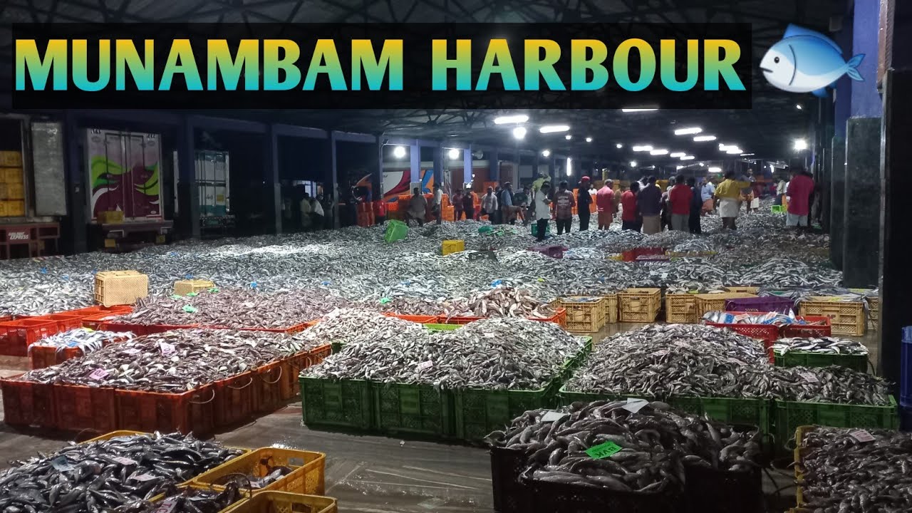ഇത്രയും മീനോ...? 😱😱😱 മുനമ്പം ഹാർബർ |Munambam Harbour |മീനുകൾ കുറെ കുറെ മീനുകൾ |