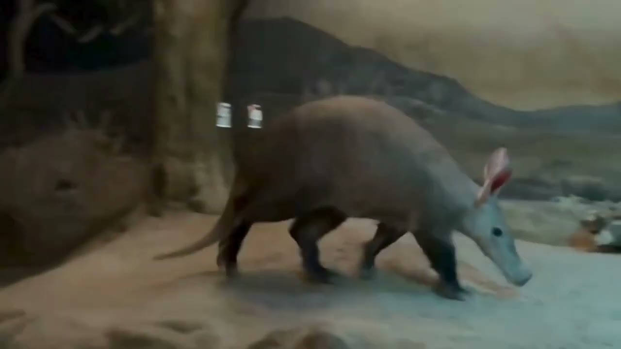 Mit Rüssel und Riesenohren: Nachwuchs bei den Erdferkeln im Zoo Frankfurt
