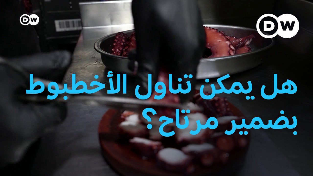 هل يمكن تناول الأخطبوط، المعروف بذكائه.. بضمير مرتاح؟ | يوروماكس