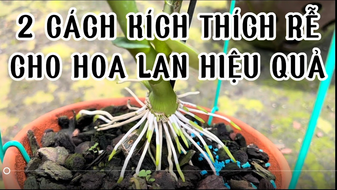 Cách Kích Rễ Hoa Lan Hiệu Quả - LAN RỪNG LÂM ĐỒNG