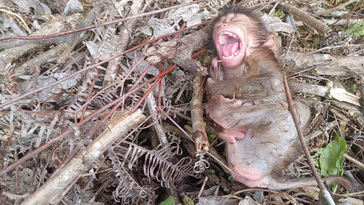 Bayi monyet prematur mengingat ibunya yang tak kembali