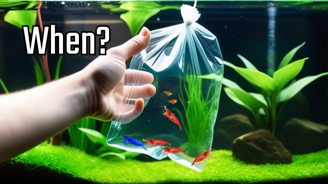 Shrimp Tank Setup: How to Know When Your Shrimp Tank is Ready for Shrimp