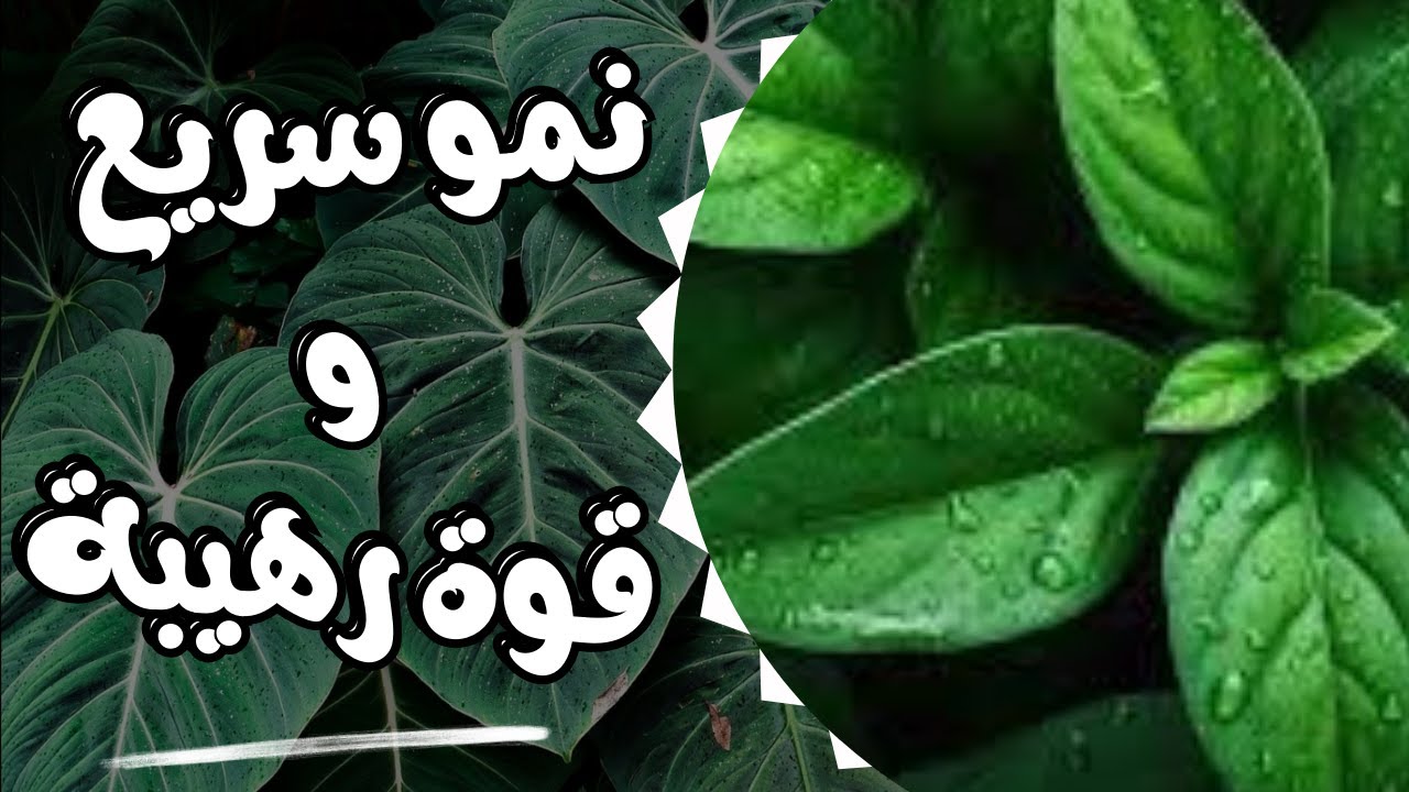سماد نيتروجين عضوي 🍚 لتر واحد على 10 لتر ماء هيعطيك نمو سريع وقوة رهيبة للنباتات