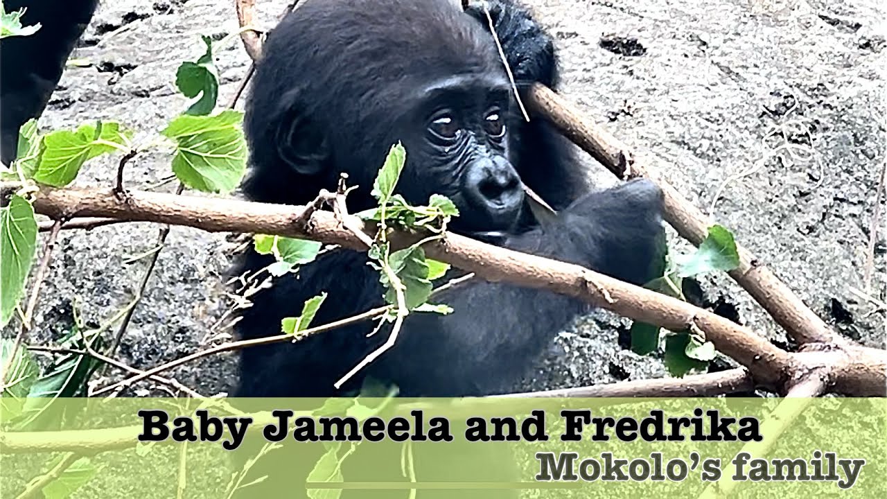 Mokolo’s family- Baby gorilla Jameela and Fredrika