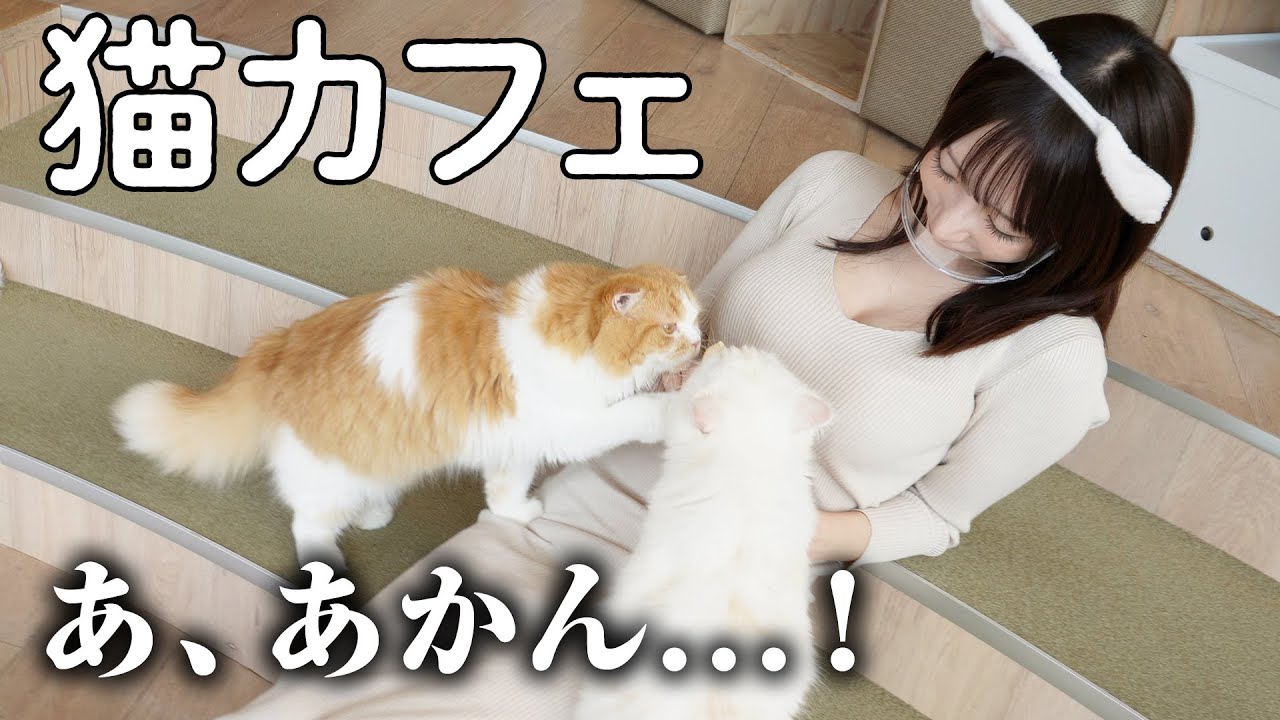 【猫カフェ】すごい積極的な猫が...