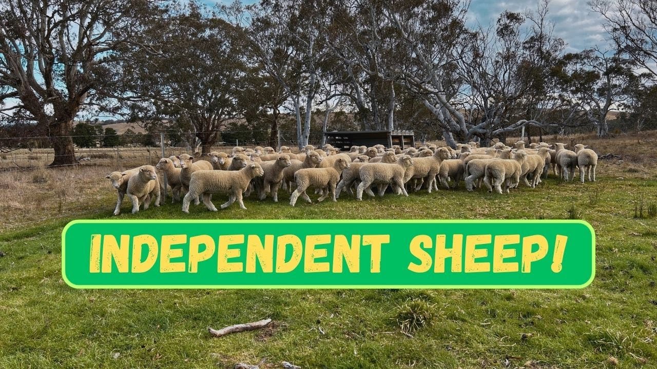 WEANING DORSET LAMBS! | Time For Them to Become Independent | Sowing Lucerne | Australian Farming