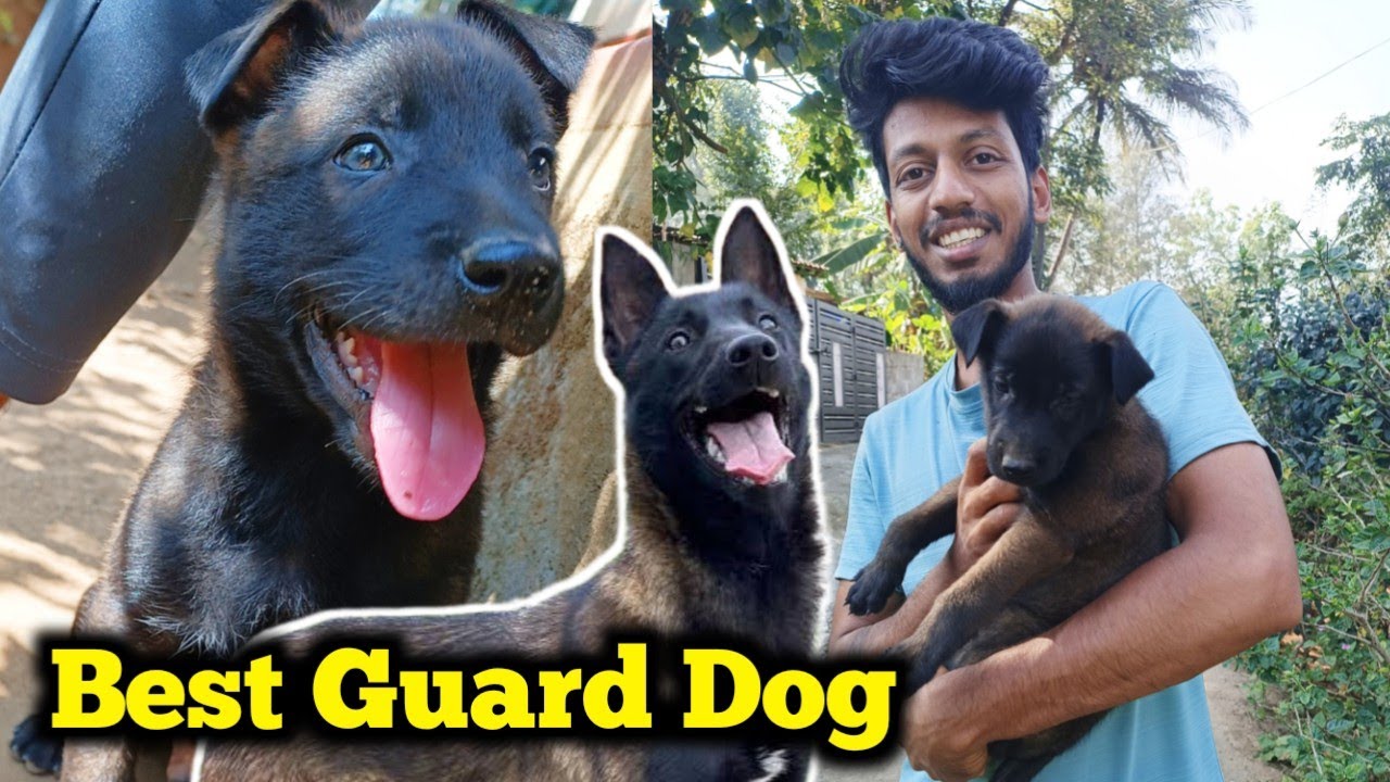 Belgian malinois puppy |Best Guard Dog | Pet care kannada