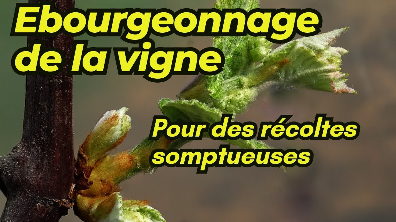 Ebourgeonner la vigne favorise les rameaux fructifères et améliore la qualité des raisins.