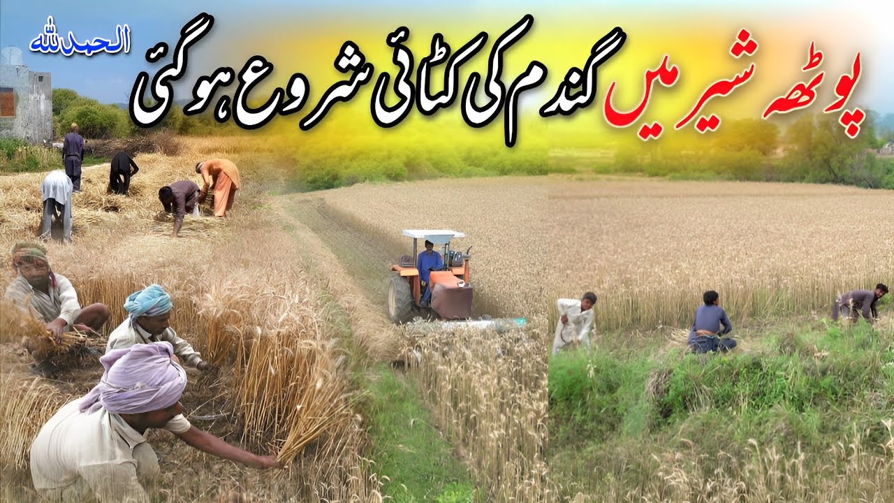 Potha Sher Mea Gandam Ki Katai Start Ho Gayi | Village Life | Hammad Official