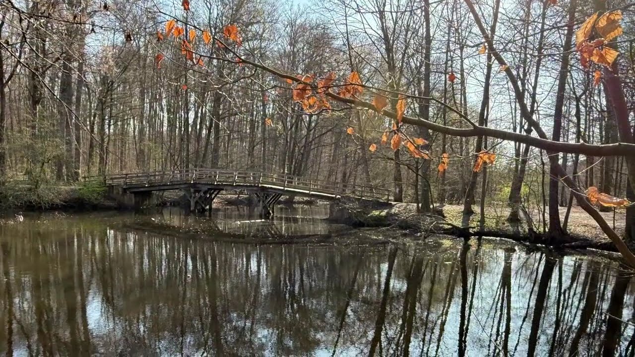 Frankfurt City Forest in March, 2026.