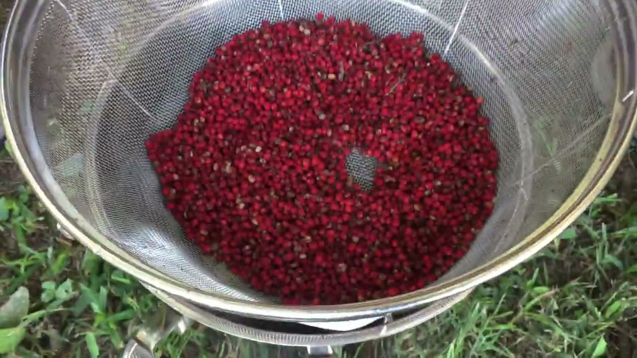 Harvesting and Processing Sumac Drupes