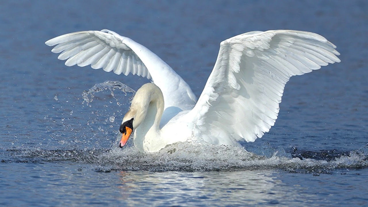 The Swan/ Le Cygne  (Instrumental Cover by 𝓜𝓲𝓬𝓱𝓪𝓮𝓵 𝓒𝓻𝓸𝔀𝓮 ) 🦢