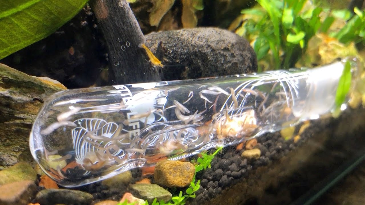 A Plan For Planaria