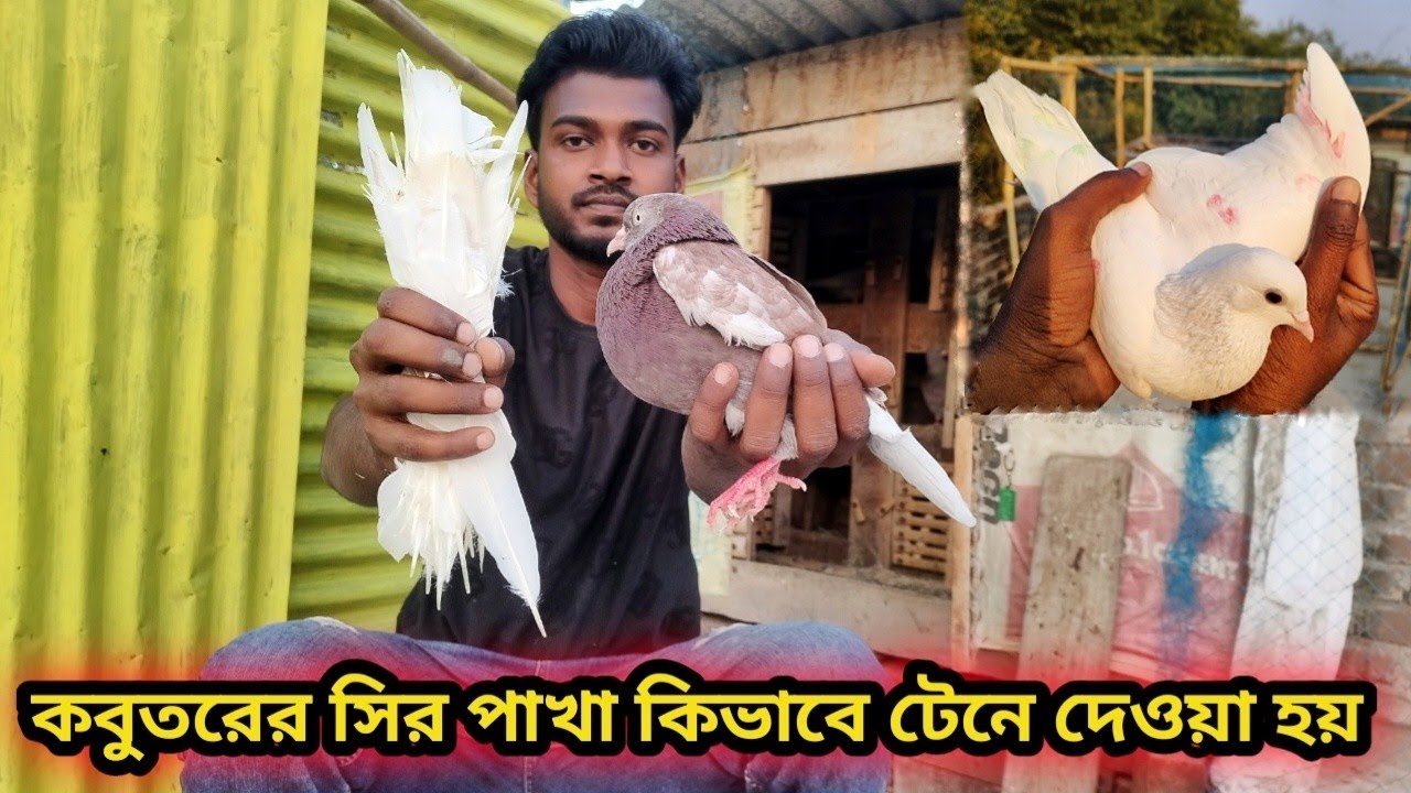 কবুতরের সির পাখা কিভাবে আর কখন টেনে দেওয়া হয় 😳🕊❤ #pigeon #viralvideo 