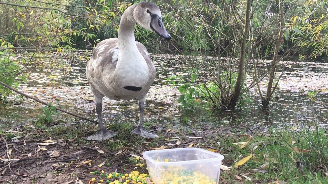 Cygnet update: nom-noms
