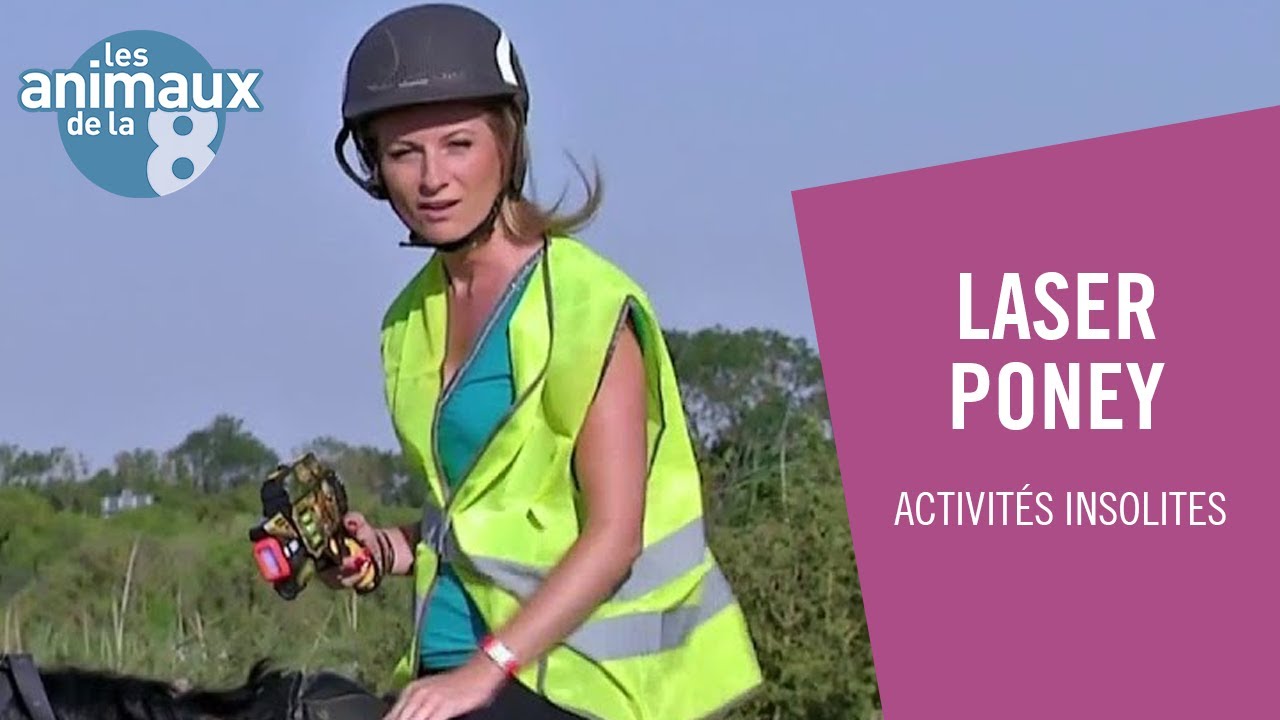 Un laser game à poney - Les Animaux de la 8