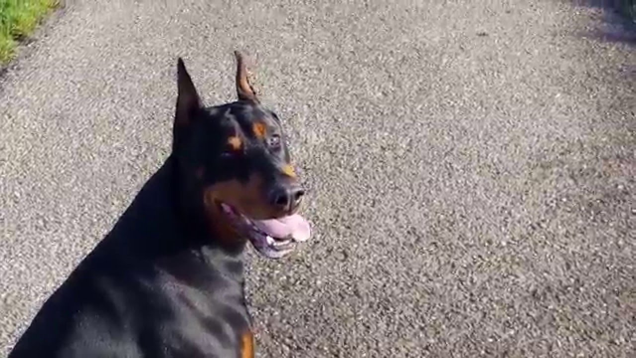 Doberman Power!