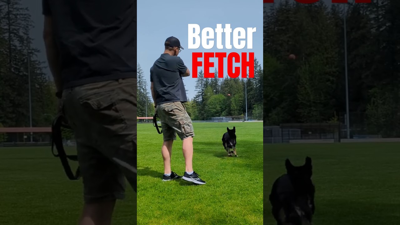 Teach Your Dog Fetch (without losing your mind) #dogtraining #puppytraining