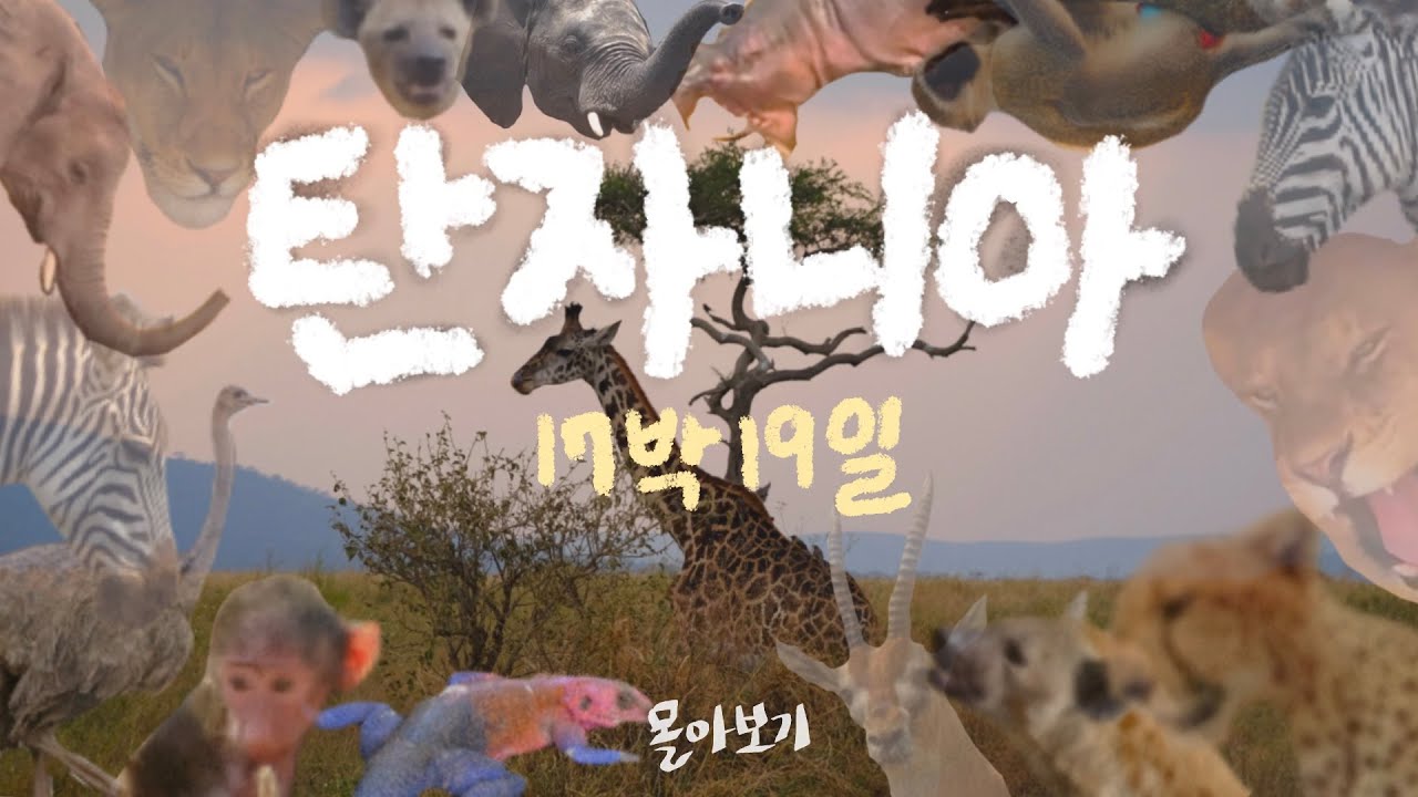 🇹🇿 탄자니아 | 이대로만 가면 완벽한✨️ 탄자니아 필수여행코스 몰아보기🔍 킬리만자로・세렝게티사파리・잔지바르까지!