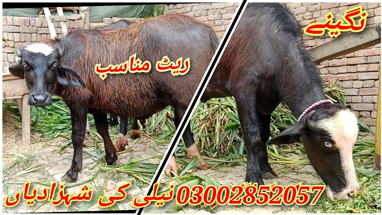 ماشاءاللہ ماشاءاللہ 2 انمول نگینے فار سیل لوکیشن عارفوالا  میرا چینل سبسکراںٔیب کریں 4 مںٔی 2025