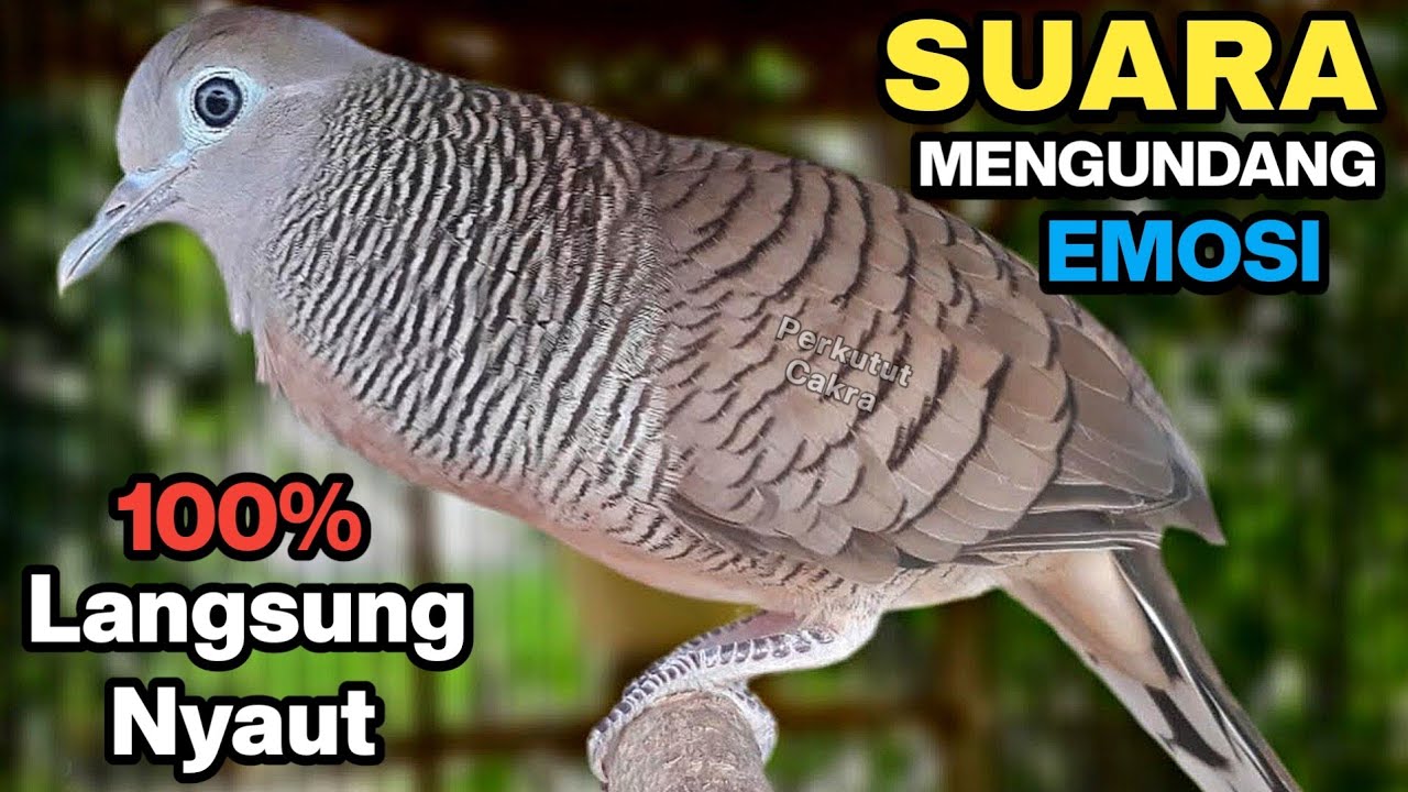 Perkutut Lokal Gacor Suara Besar - Pancingan untuk yang malas bunyi langsung nyaut