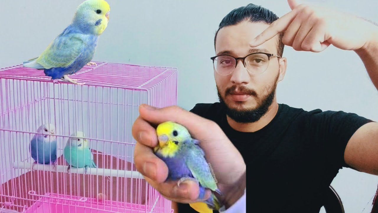 بعت وليدات ديال البيروش و شريت طيور جداد لإنتاج البادجي الرينبو / أخبار الطيور في غرفة التربية 🐦❤️