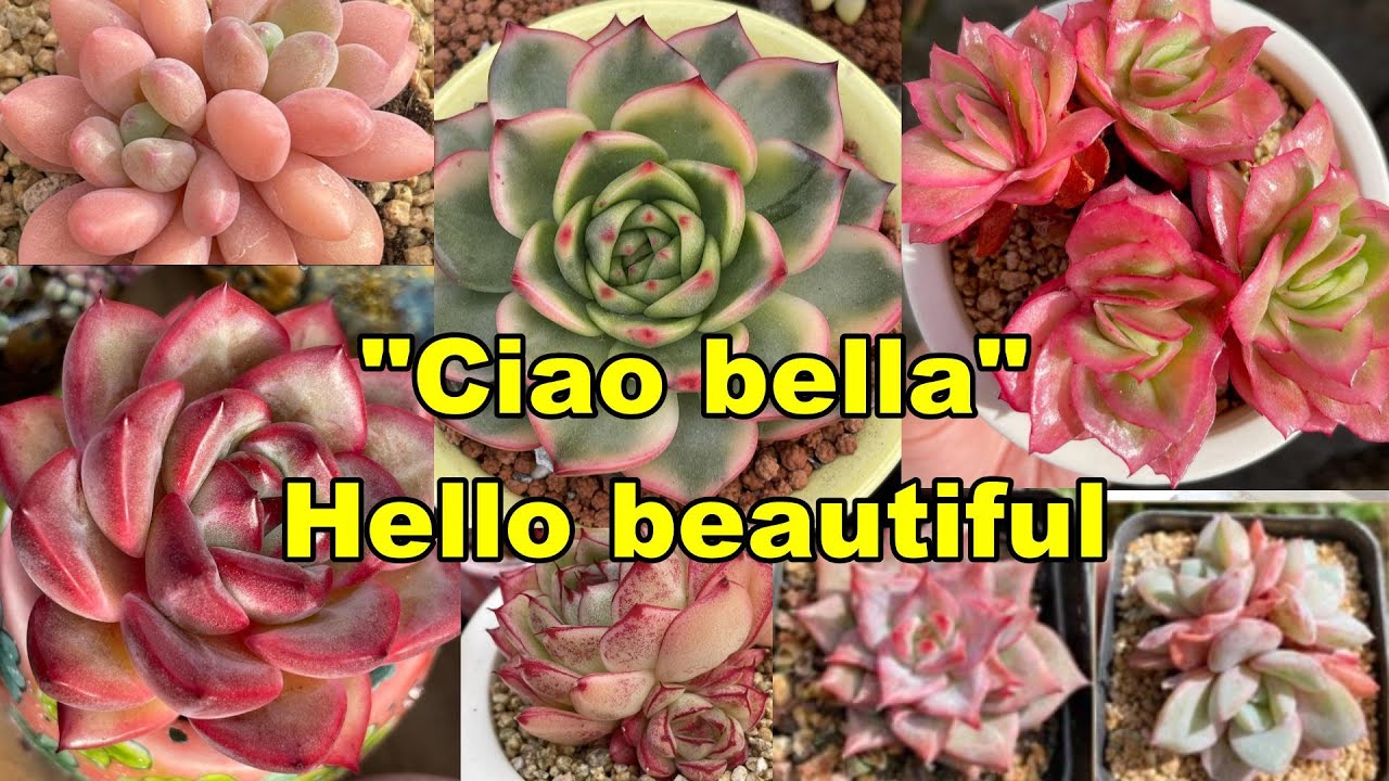 UNBOXING Chao's Succulents PLANT HAUL | Growing Succulents with LizK
