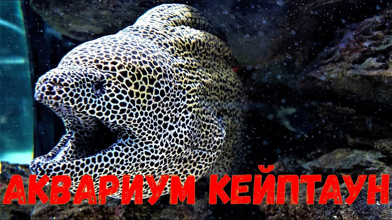 Аквариум Двух Океанов в Кейптауне, Южная Африка