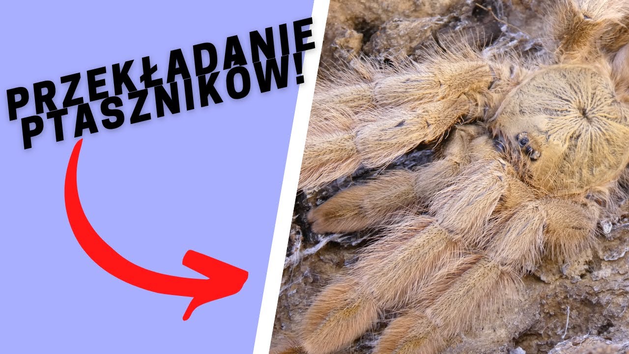 PRZEKŁADANIE KOKONU PSALMOPOEUS PULCHER! + KONKURS! |ARACHNOHOBBIA|