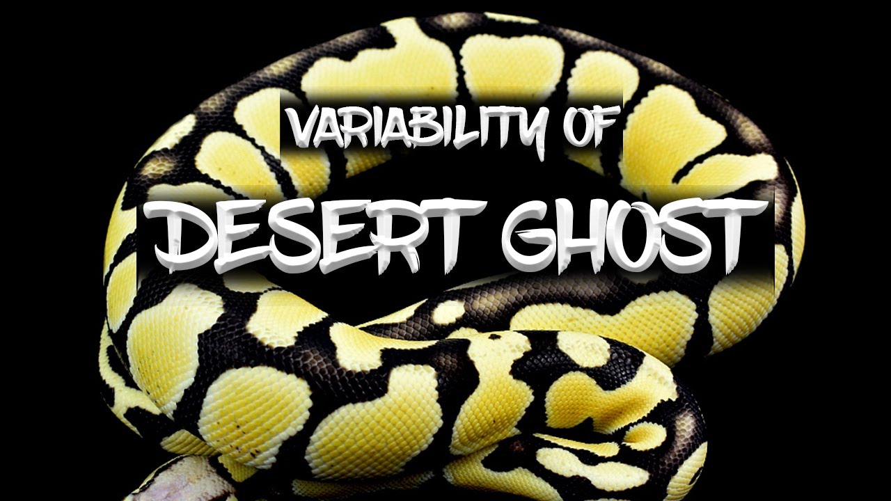 Variations in the Desert Ghost Ball Python