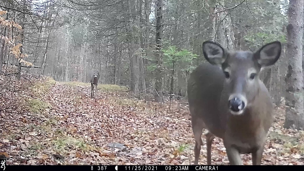 Wild Animals On Tom Green's Trail Cameras At Home