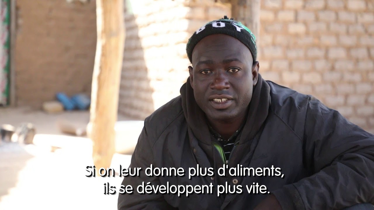 MALI - Embouche ovine à Yorosso