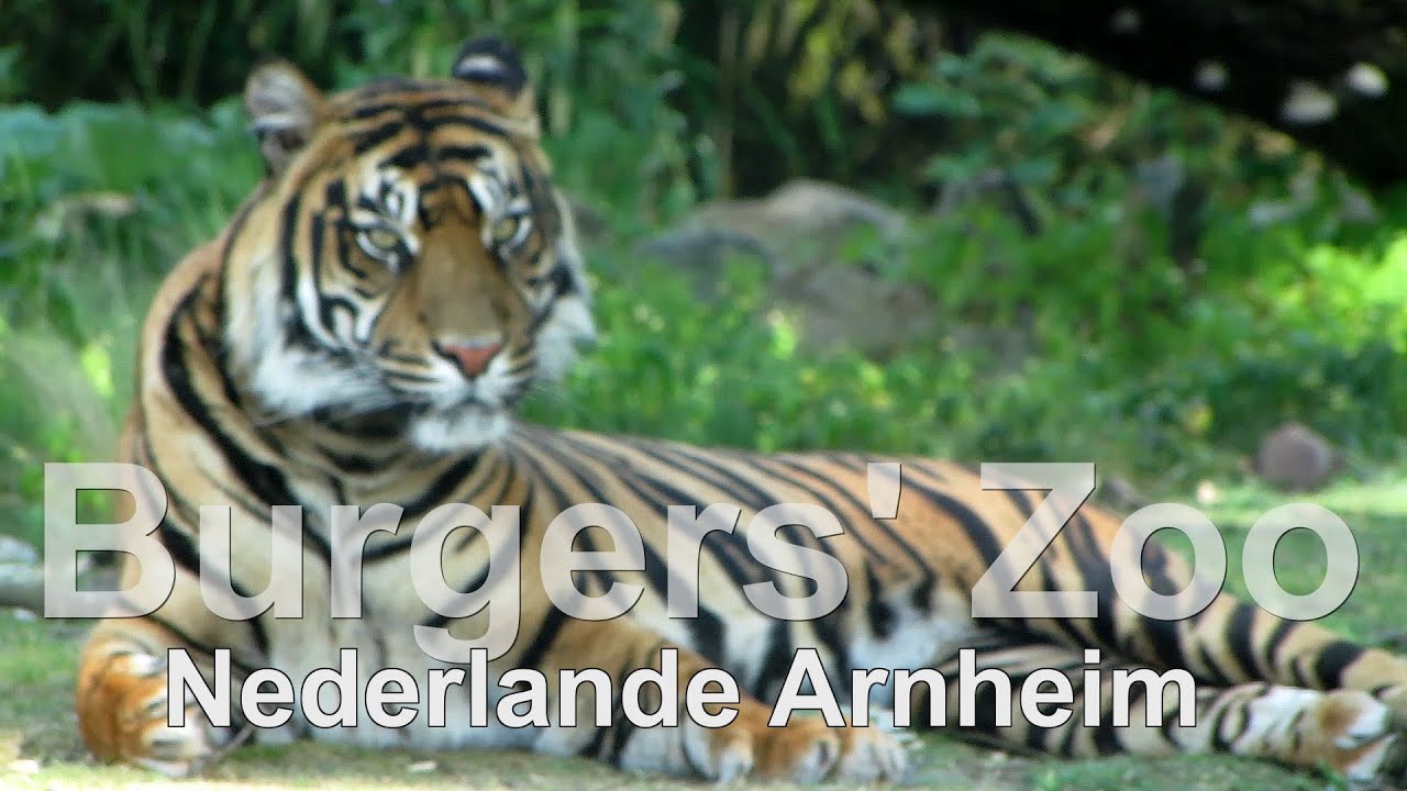 Burgers Zoo Elefant, Tiger und Nasenbär, Elephant, Tiger, and coati,