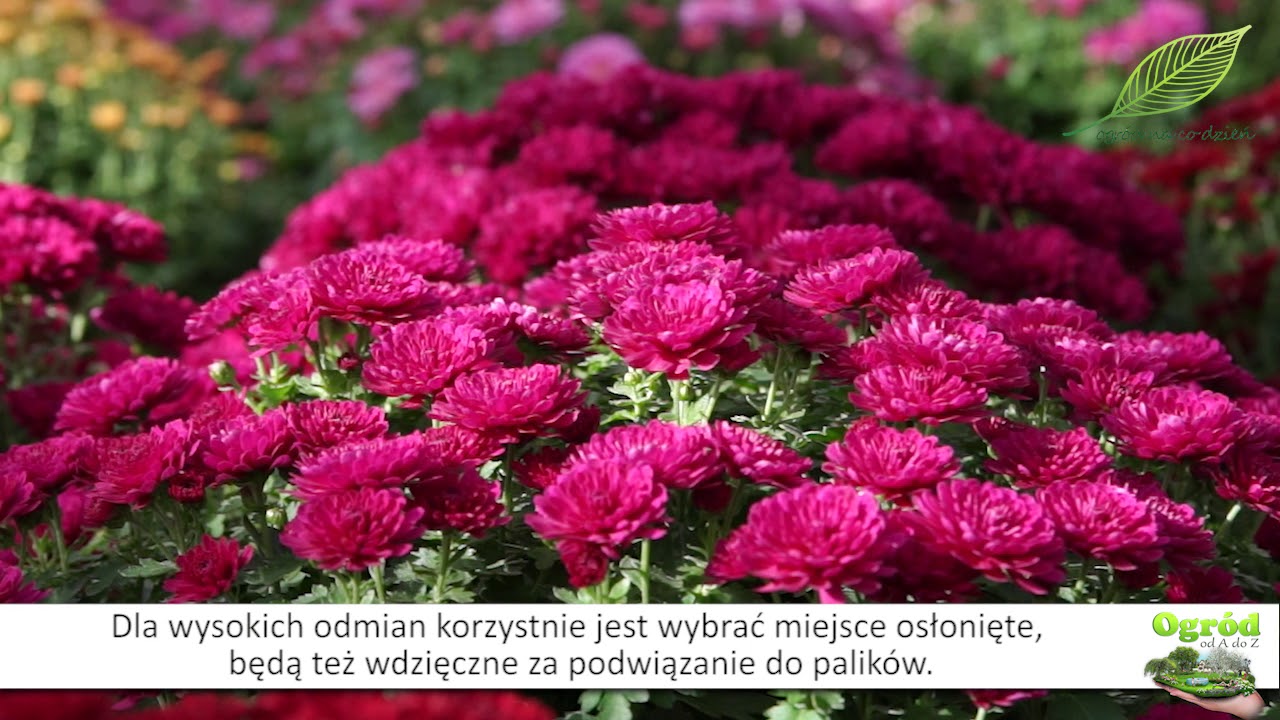 Złocienie chryzantemy - kilka informacji o uprawie