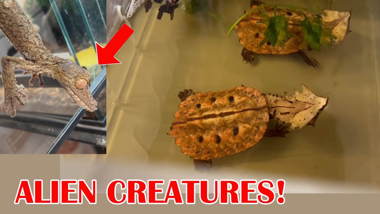 TOUR of ODDBALL REPTILES at COLD BLOODED KINGDOM- Part2