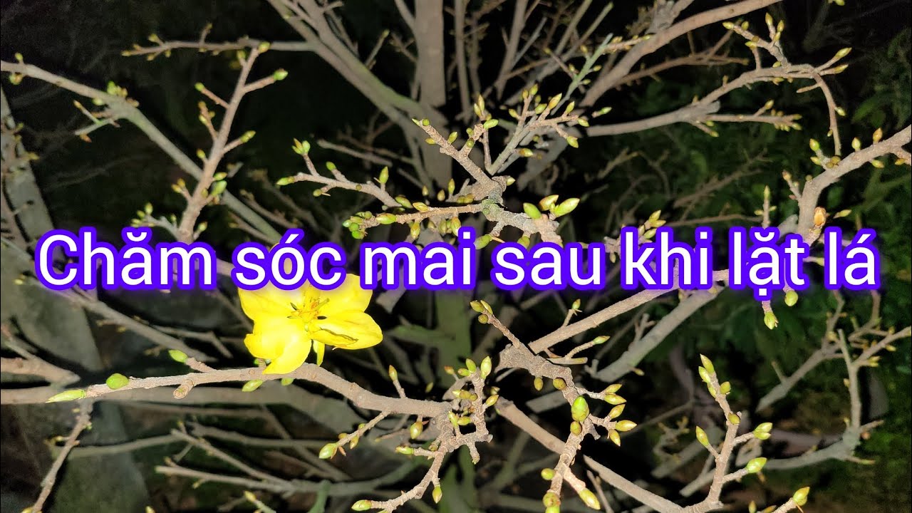 Chăm sóc mai sau khi lặt lá, Chăm mai tháng 11 âm lịch