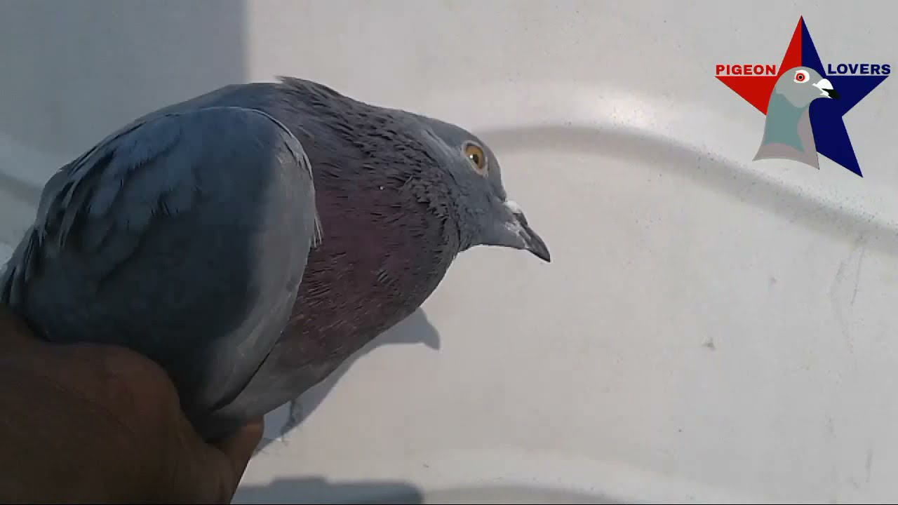 जंगली जैसे हरे पालतू कबुतर को कैसे हेलाए BY PIGEONS LOVER MANISH ZEHEN