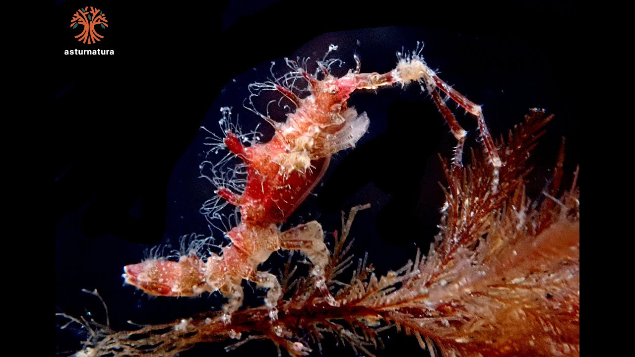 Astacilla damnoniensis