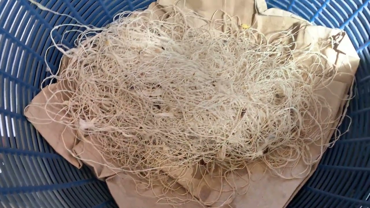 Eri silk cocoon reeling