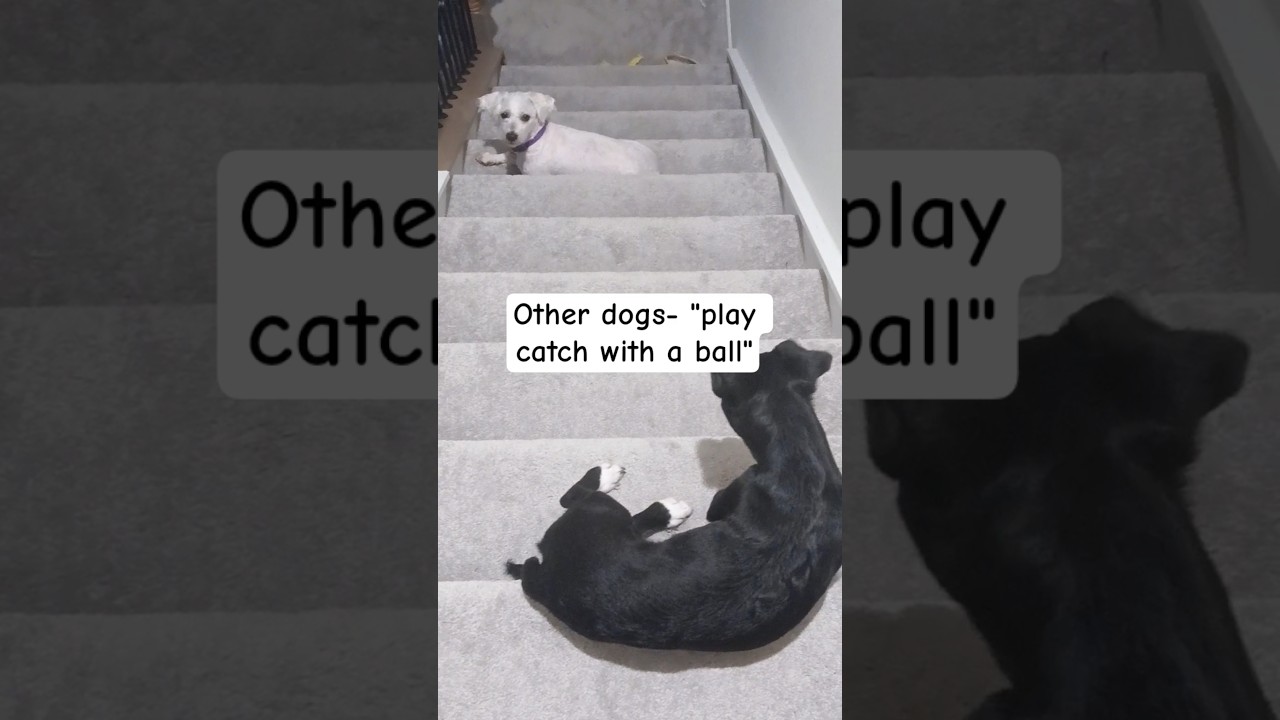 other dogs vs US #playcatch #catch #dogsplaying #dogsofyoutube #shorts #ball #doglife #funnyvideo