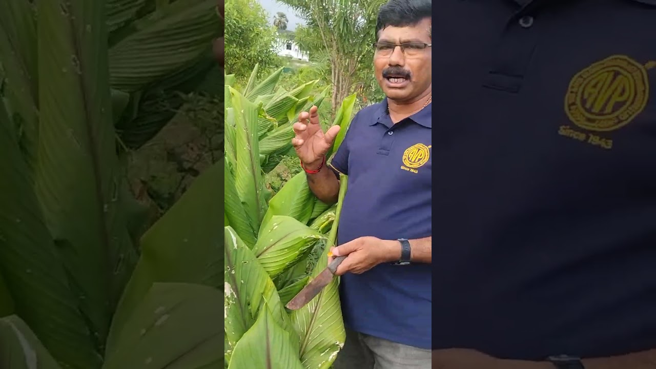 നല്ല കസ്തൂരിമഞ്ഞൾ നമുക്ക് തിരിച്ചറിയാം പറ്റിക്കപ്പെടാതിരിക്കം കാട്ടുമഞ്ഞൾ കണ്ടുപിടിക്കാം #farming