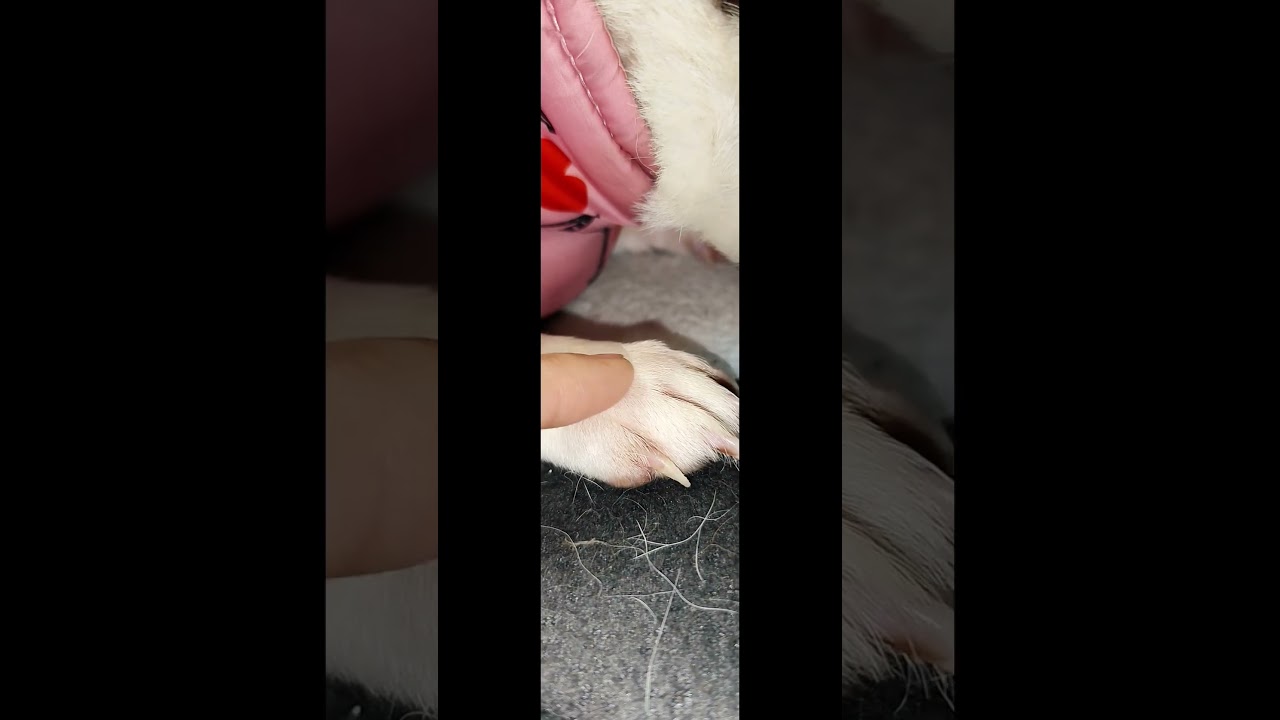 💖 Un legame che scalda il cuore #heartwarming #pets #doglover #dog #jackrussell #jackrussellterrier
