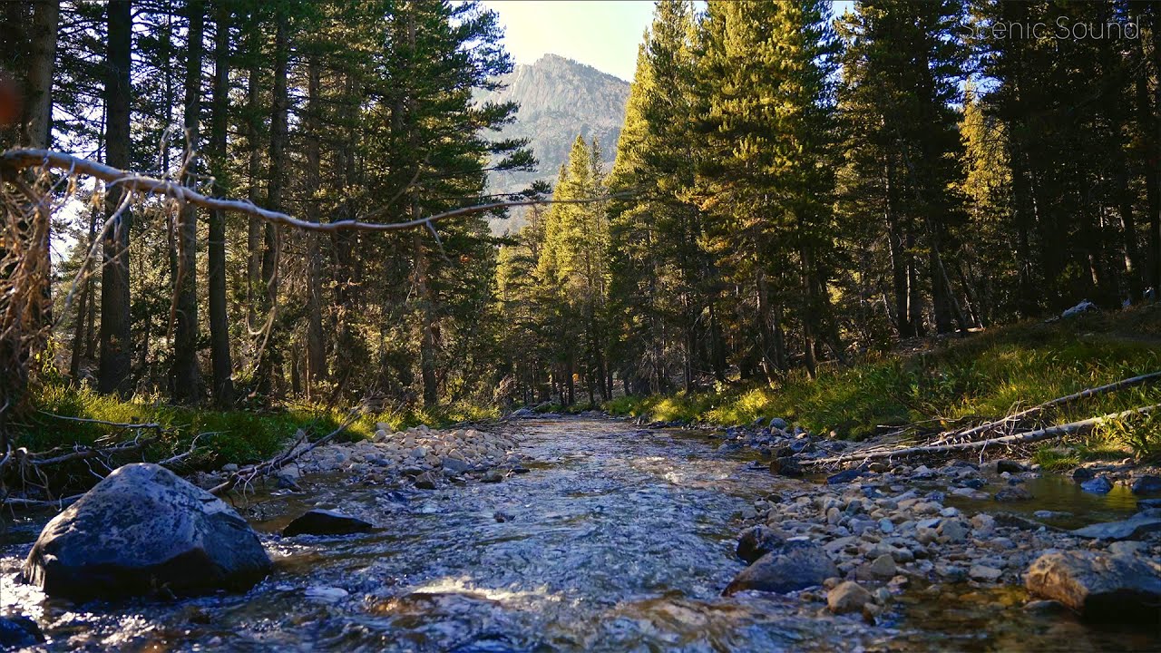 Forest River Sounds 🌿 Relaxing Stream & Birdsong | Nature Ambience for Sleep & Focus - 12 Hours