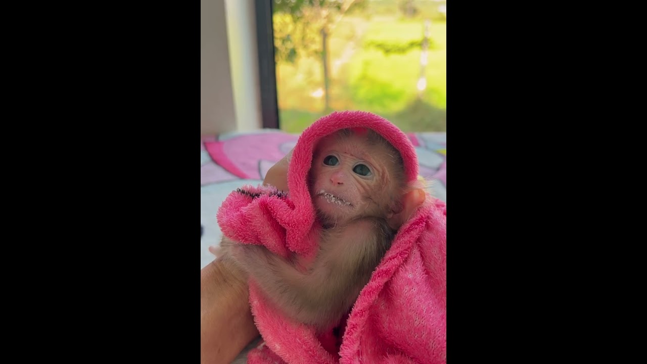 #poorlittlebabymonkey #babymonkey #savingbabymonkey #helpbabymonkey #sadbabymonkey #videosort