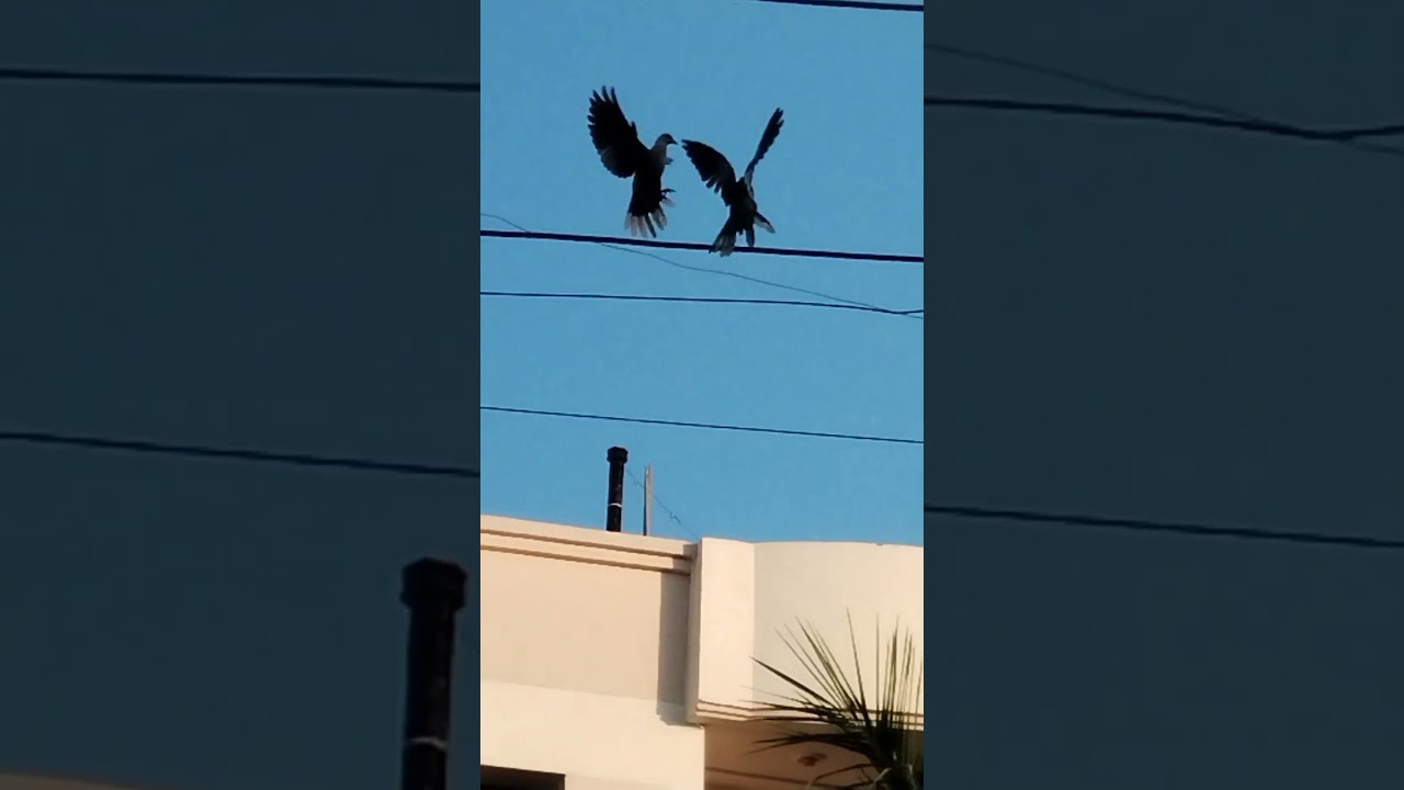 #birds