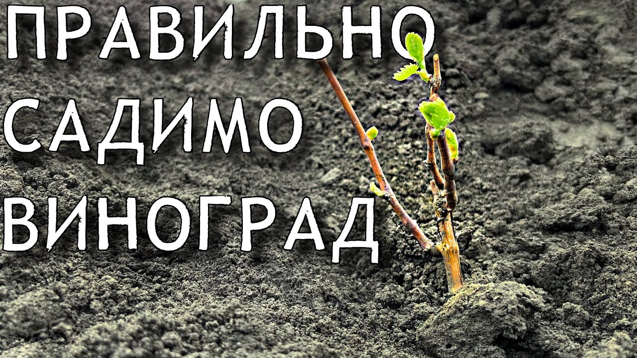 Перевірений спосіб посадки виноградного куща весною. Більше 1000 кущів ми посадили саме ТАК