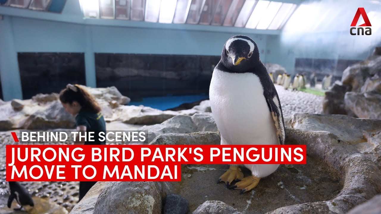 Moving Jurong Bird Park's penguins to Mandai