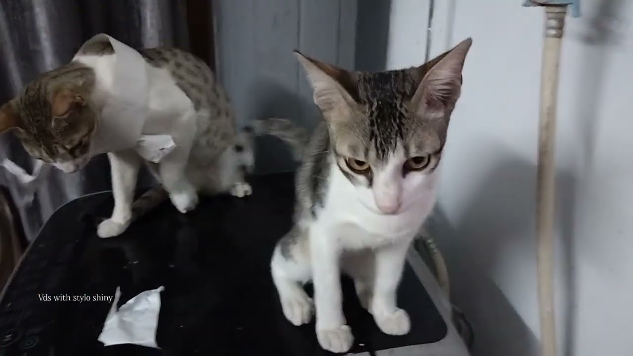 You Laugh You Lose 😂😂 Funniest Cats and Dogs Videos 2025 😻🐶 Part 23