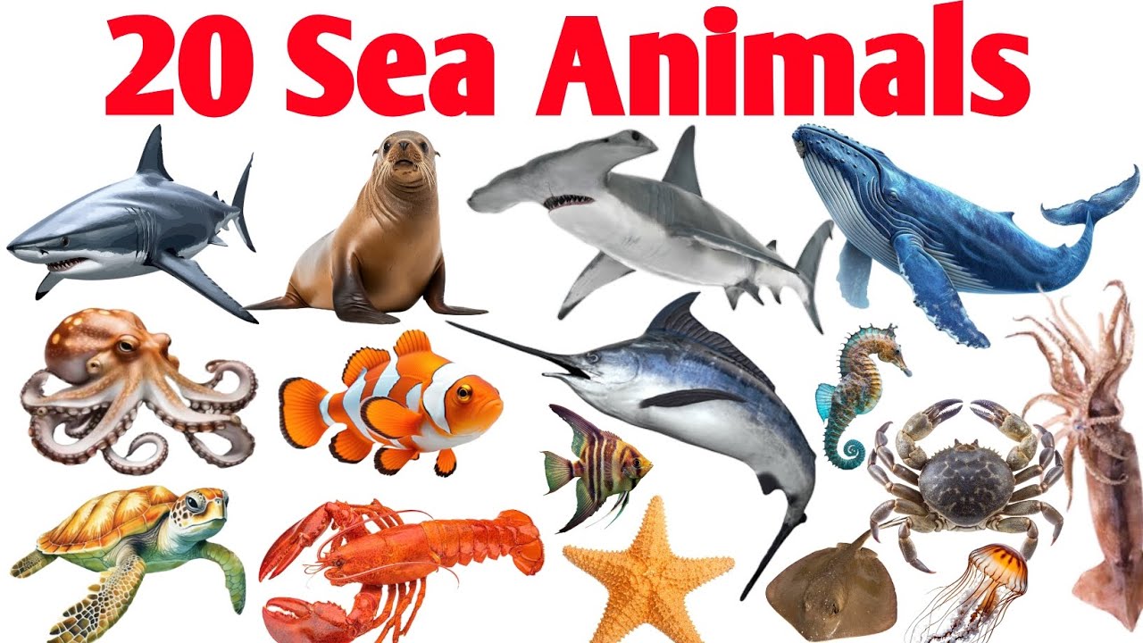 20 Water Animals | 20 Sea Animals Name | kids learning video Hindi & English
